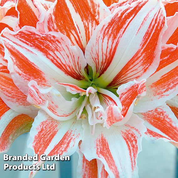 Amaryllis 'Dancing Queen'