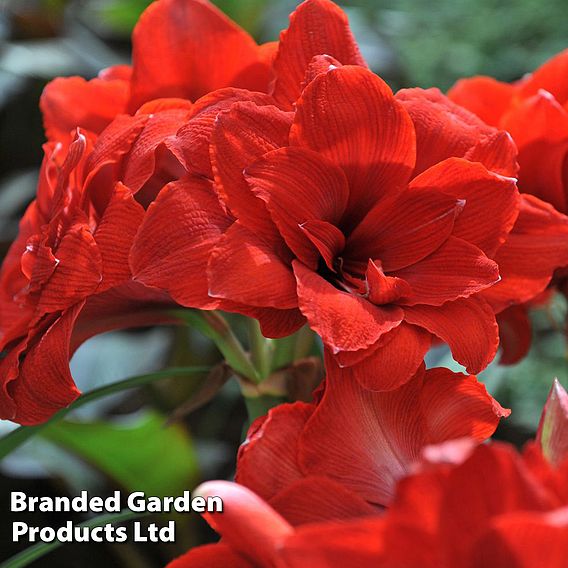 Amaryllis 'Double Dragon'