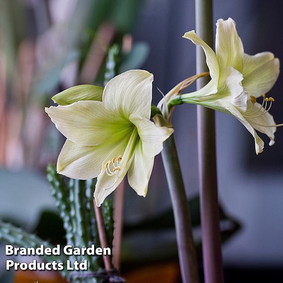 Amaryllis 'Lemon Star'