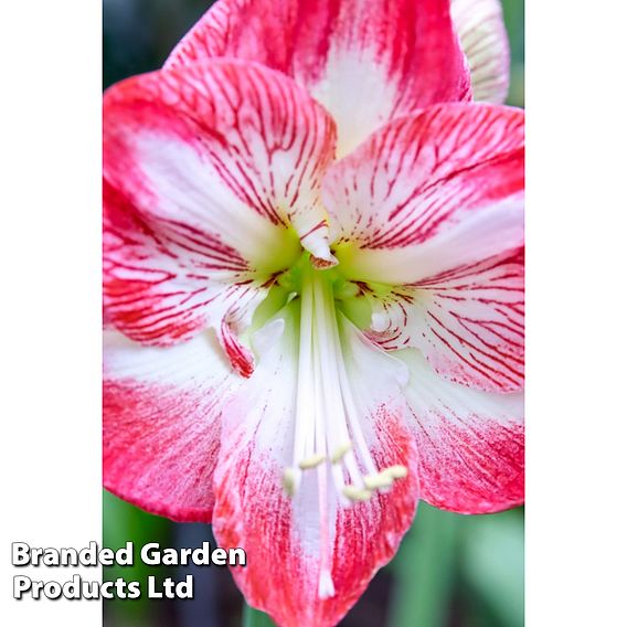 Amaryllis Minerva