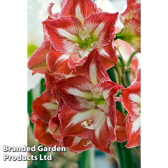 Amaryllis Minerva