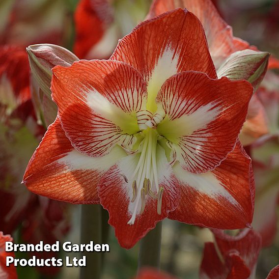 Amaryllis 'Minerva'