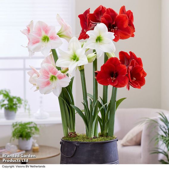 Amaryllis Mix