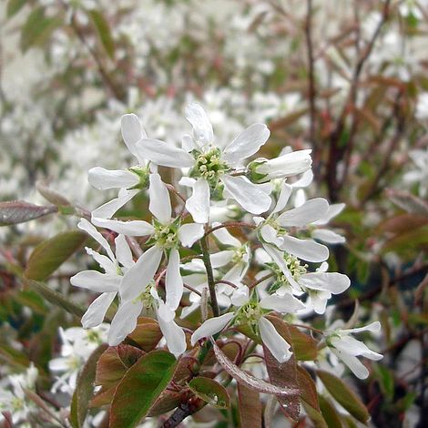 Amelanchier lamarckii (Hedging)
