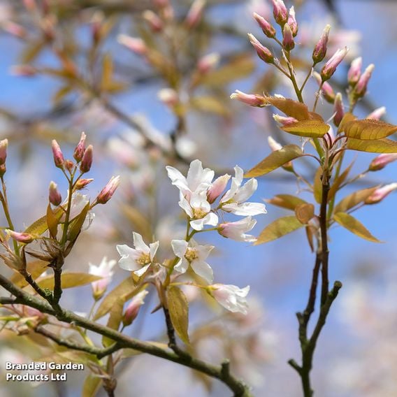 Amelanchier 'Ballerina'