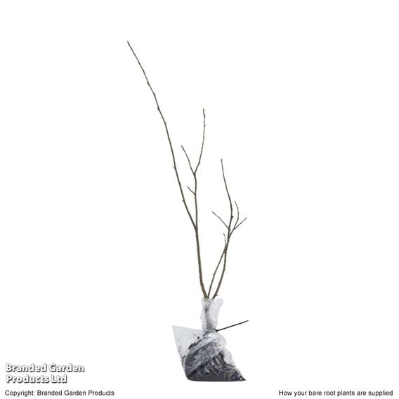 Amelanchier canadensis (Hedging)