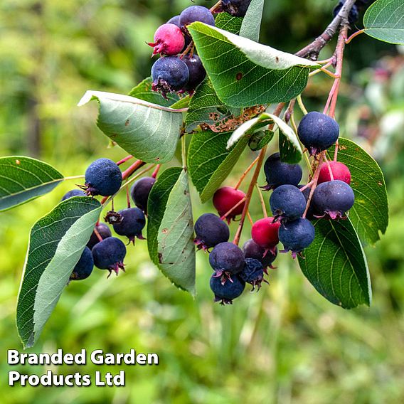Amelanchier lamarckii (Hedging)