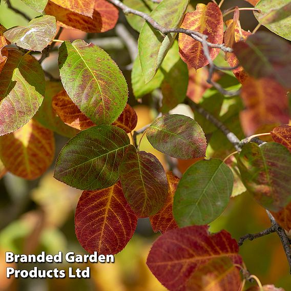 Amelanchier Lamarckii