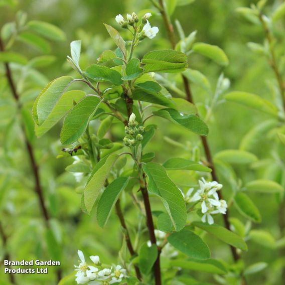 Amelanchier 'Rainbow Pillar' (Mature Tree)
