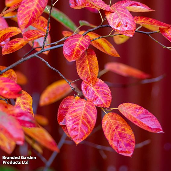 Amelanchier 'Rainbow Pillar' (Mature Tree)