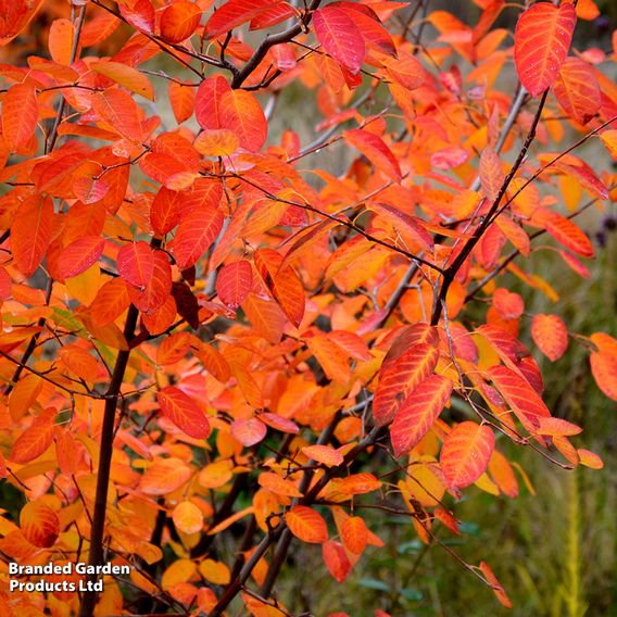 Amelanchier 'Rainbow Pillar' (Mature Tree)