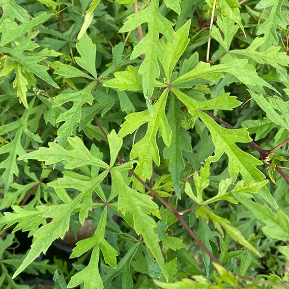 Ampelopsis aconitifolia 'Chinese Lace'