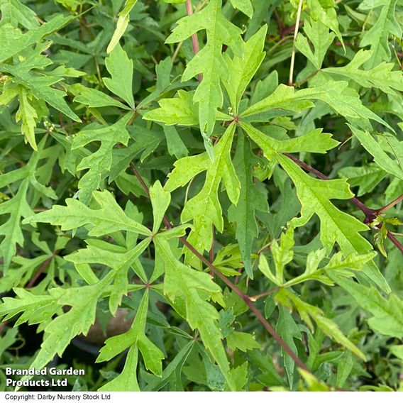 Ampelopsis aconitifolia 'Chinese Lace'