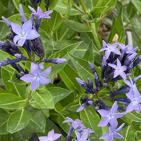 Amsonia tabernaemontana 'Blue Ice'
