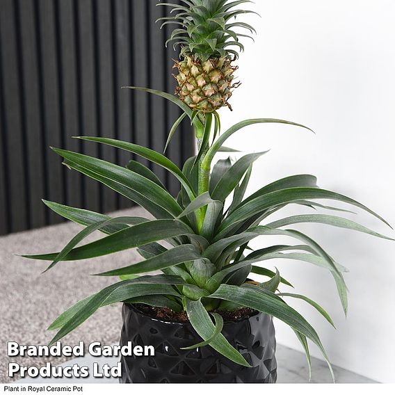 Ornamental Pineapple