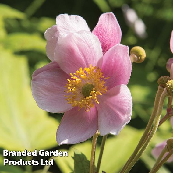 Anemone Trio