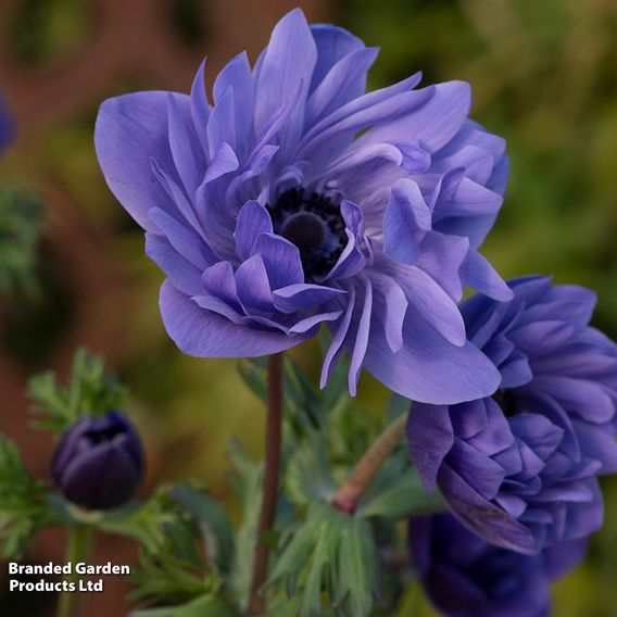 Anemone coronaria 'Harmony Double Blue'