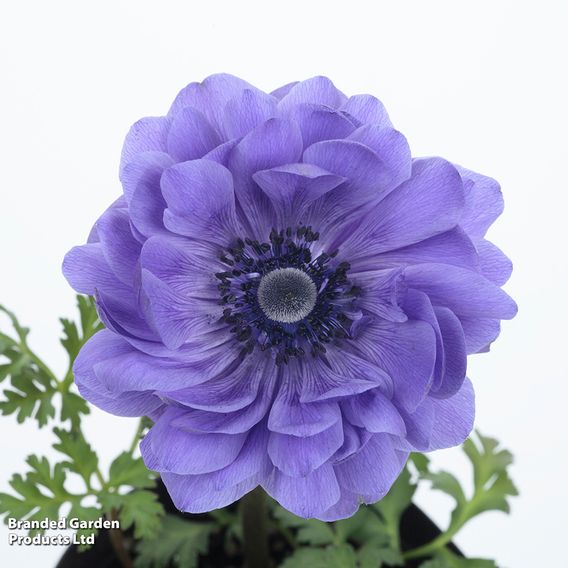 Anemone coronaria 'Harmony Double Blue'