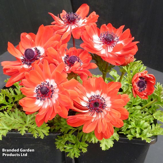 Anemone coronaria 'Harmony Scarlet'