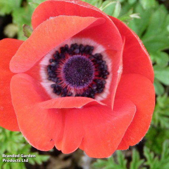 Anemone coronaria 'Harmony Scarlet'