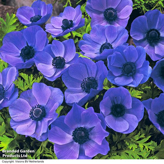 Anemone coronaria 'Mr Fokker' (De Caen Group)