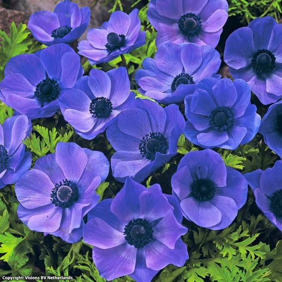 Anemone coronaria 'Mr Fokker' (De Caen Group)