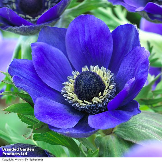 Anemone coronaria 'Mr Fokker' (De Caen Group)