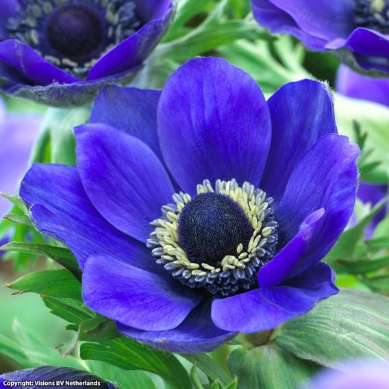Anemone coronaria 'Mr Fokker' (De Caen Group)