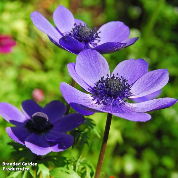 Anemone coronaria 'Mr Fokker' (De Caen Group)