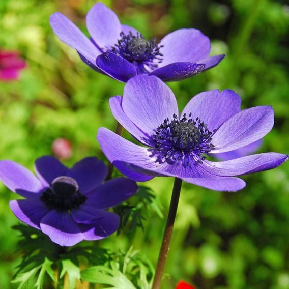 Anemone coronaria 'Mr Fokker' (De Caen Group)