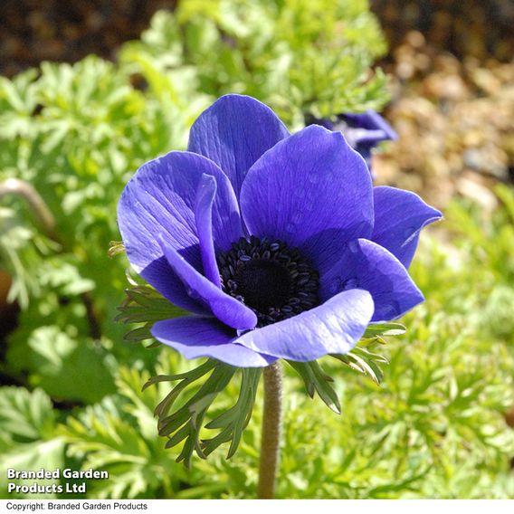 Anemone coronaria 'Mr Fokker' (De Caen Group)