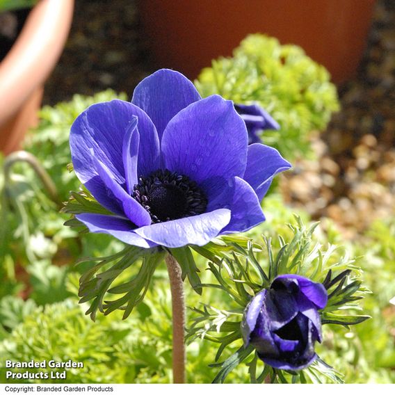 Anemone coronaria 'Mr Fokker' (De Caen Group)