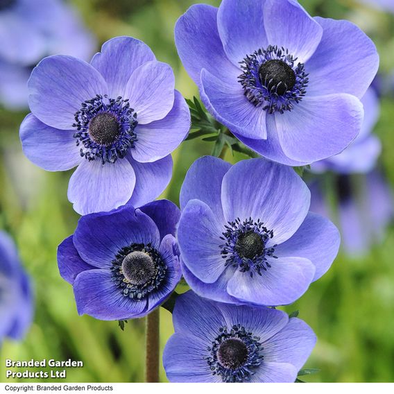 Anemone coronaria 'Mr Fokker' (De Caen Group)