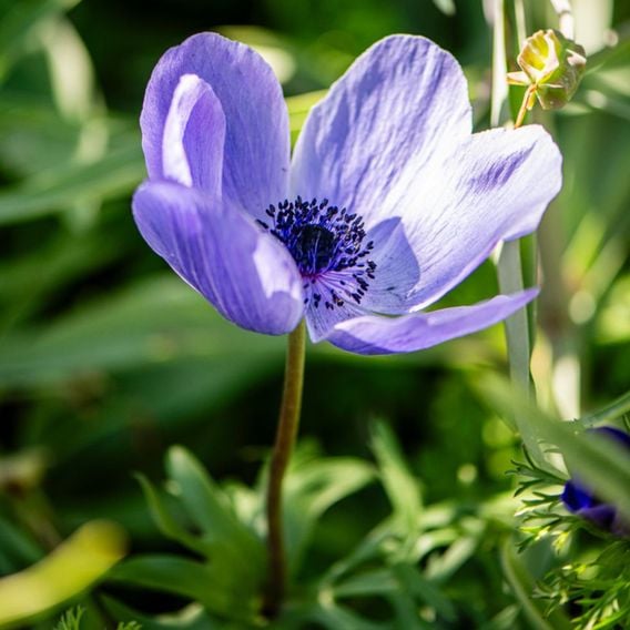 Anemone coronaria 'Mr Fokker' (De Caen Group)