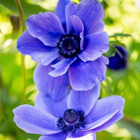 Anemone coronaria 'Mr Fokker' (De Caen Group)