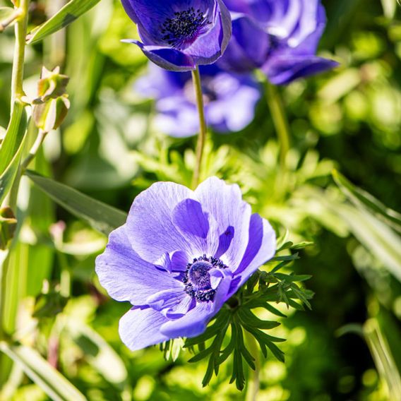 Anemone coronaria 'Mr Fokker' (De Caen Group)