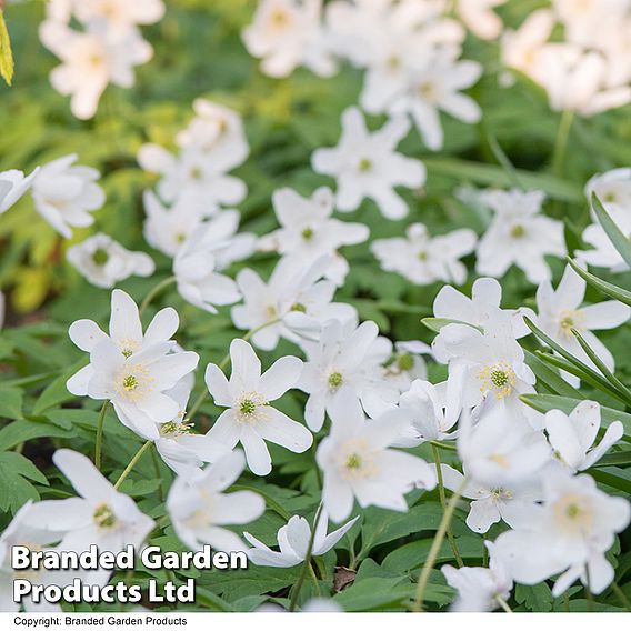 Anemone nemorosa