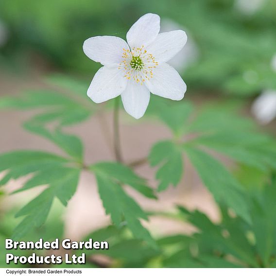 Anemone nemorosa