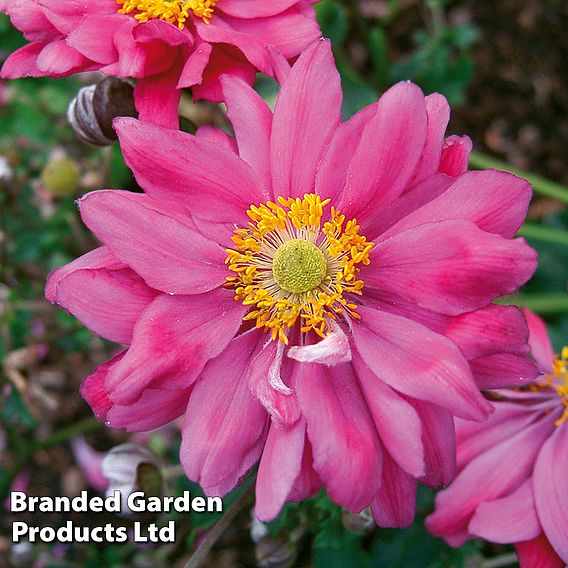 Anemone hupehensis var. japonica 'Prinz Heinrich'