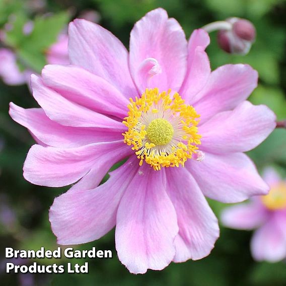 Anemone x hybrida 'Serenade'