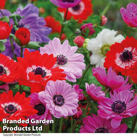 Anemone coronaria 'St Brigid'