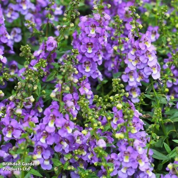 Angelonia 'Archangel Blue Bicolour'