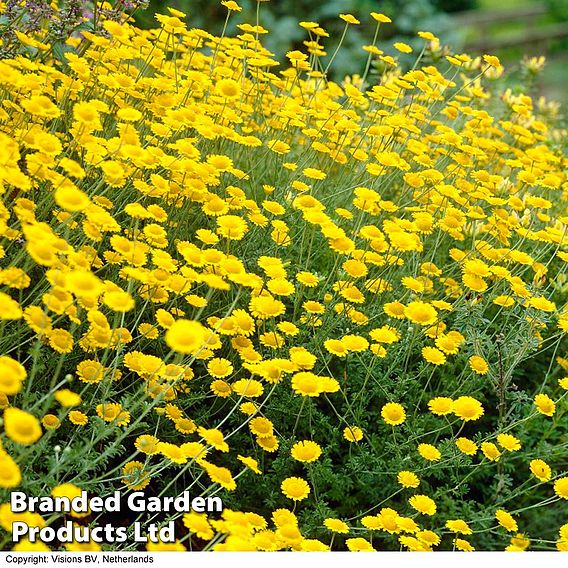 Anthemis sancti-johannis
