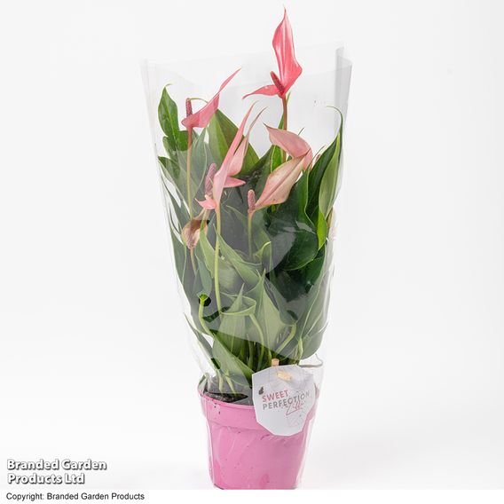 Anthurium 'Lilli'