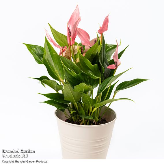 Anthurium 'Lilli'