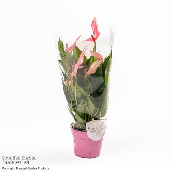 Anthurium 'Lilli'