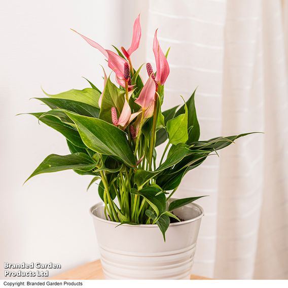 Anthurium 'Lilli'