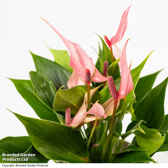 Anthurium 'Lilli'