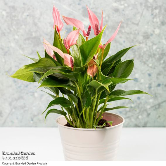 Anthurium 'Lilli'