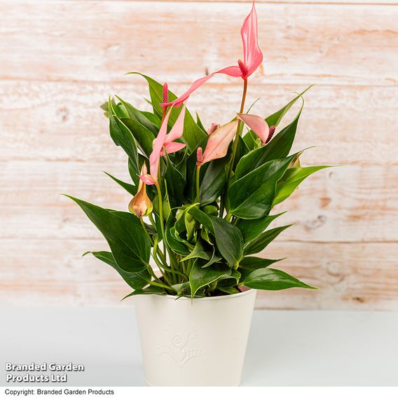Anthurium 'Lilli'